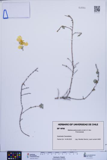 Balbisia peduncularis [Espécimen: ]