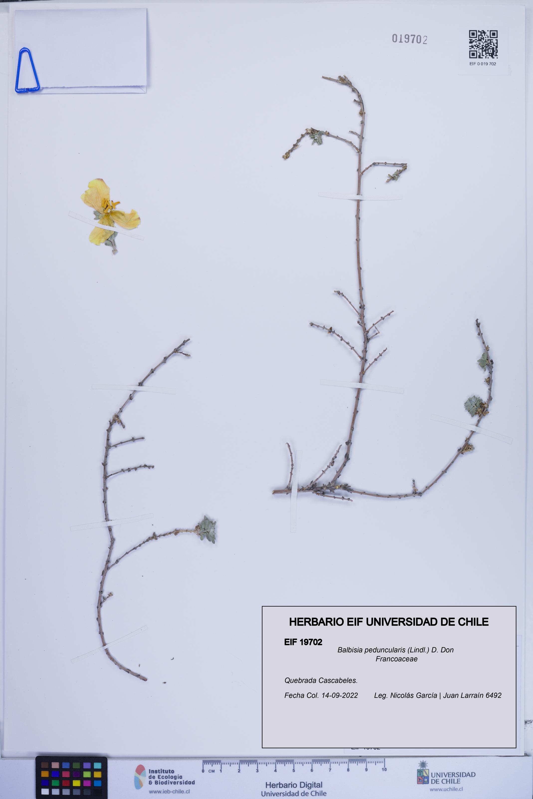 Balbisia peduncularis [Espécimen: ]
