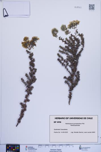 Heliotropium pycnophyllum [Espécimen: ]