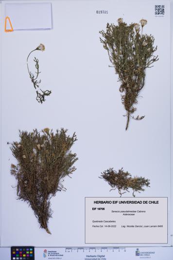 Senecio pseudalmeidae [Espécimen: ]