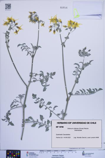 Solanum chilense [Espécimen: ]