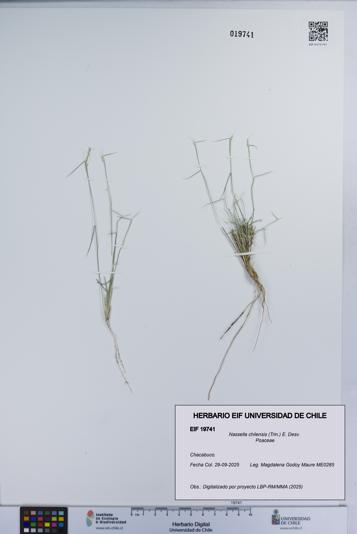 Nassella chilensis [Espécimen: UCH:EIF:0019741]