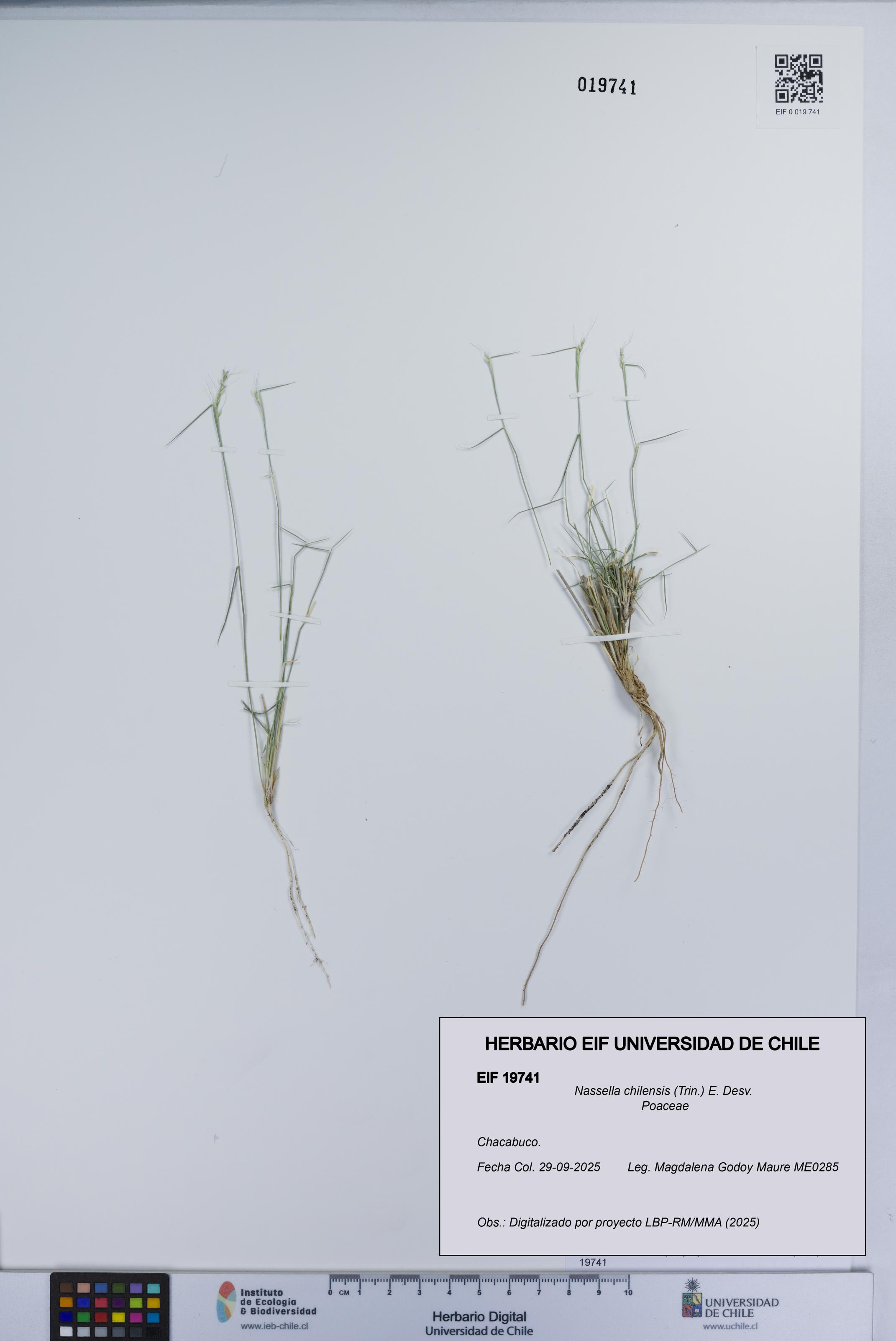 Nassella chilensis [Espécimen: UCH:EIF:0019741]