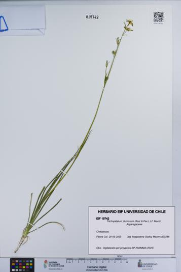 Trichopetalum plumosum [Espécimen: UCH:EIF:0019742]
