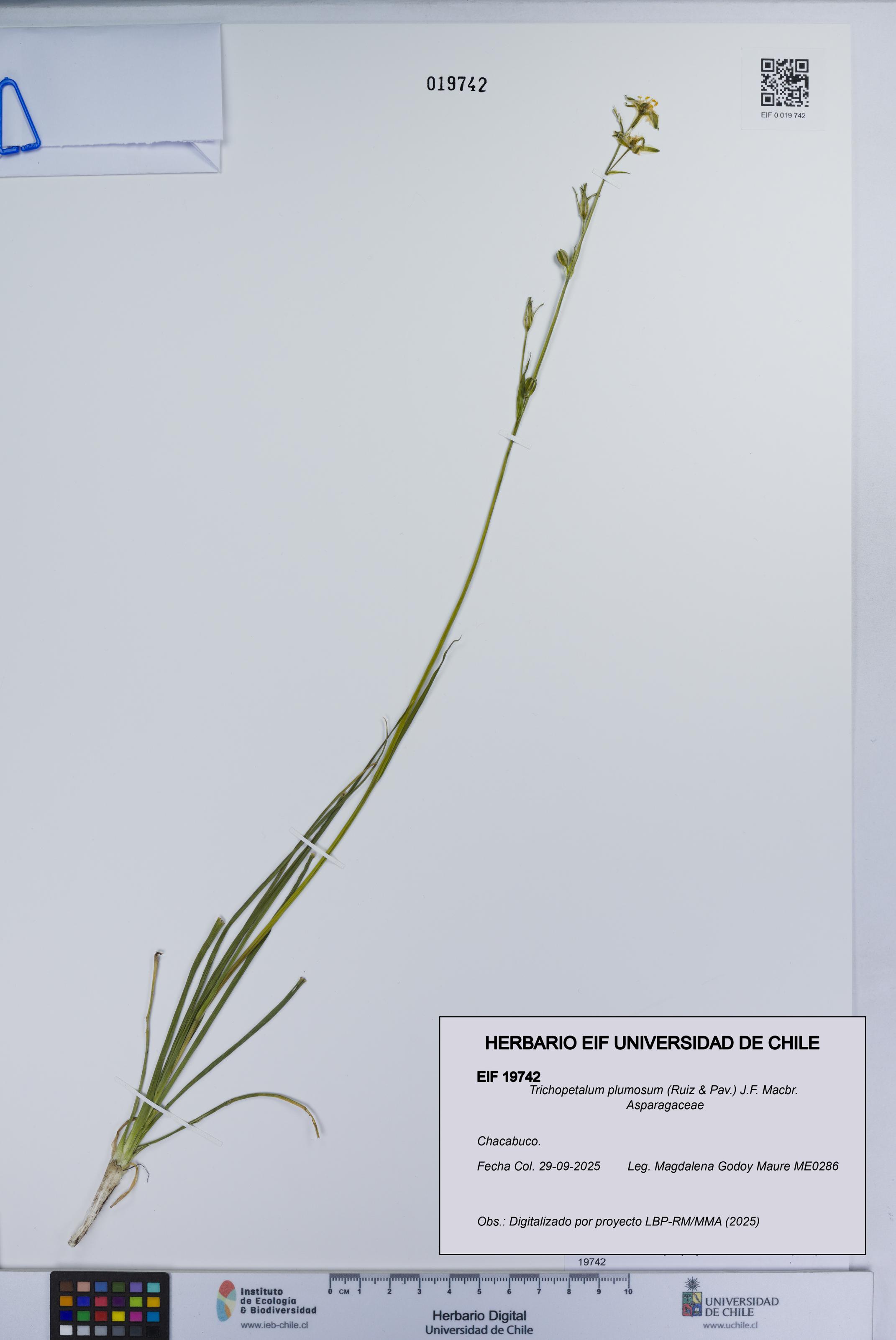 Trichopetalum plumosum [Espécimen: UCH:EIF:0019742]