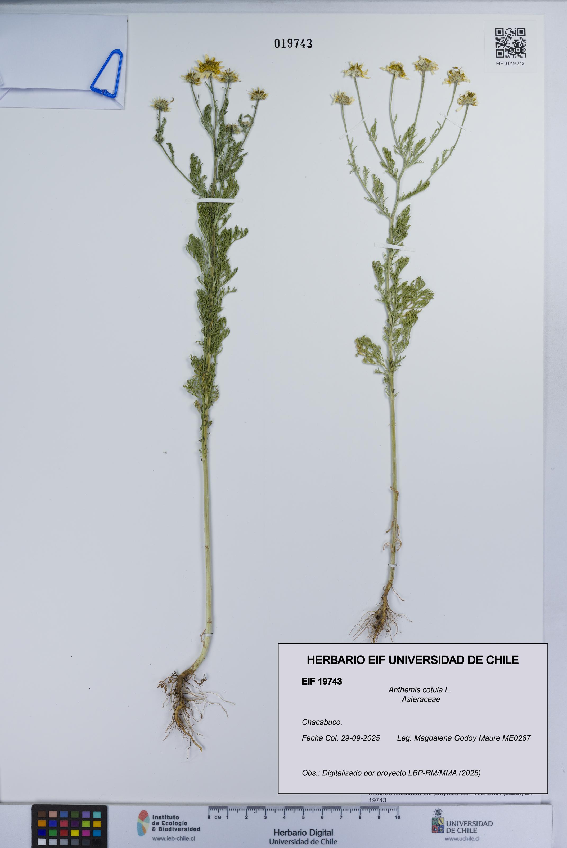 Anthemis cotula [Espécimen: UCH:EIF:0019743]