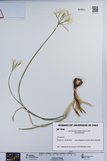 Leucocoryne ixioides [Espécimen: UCH:EIF:0019744]
