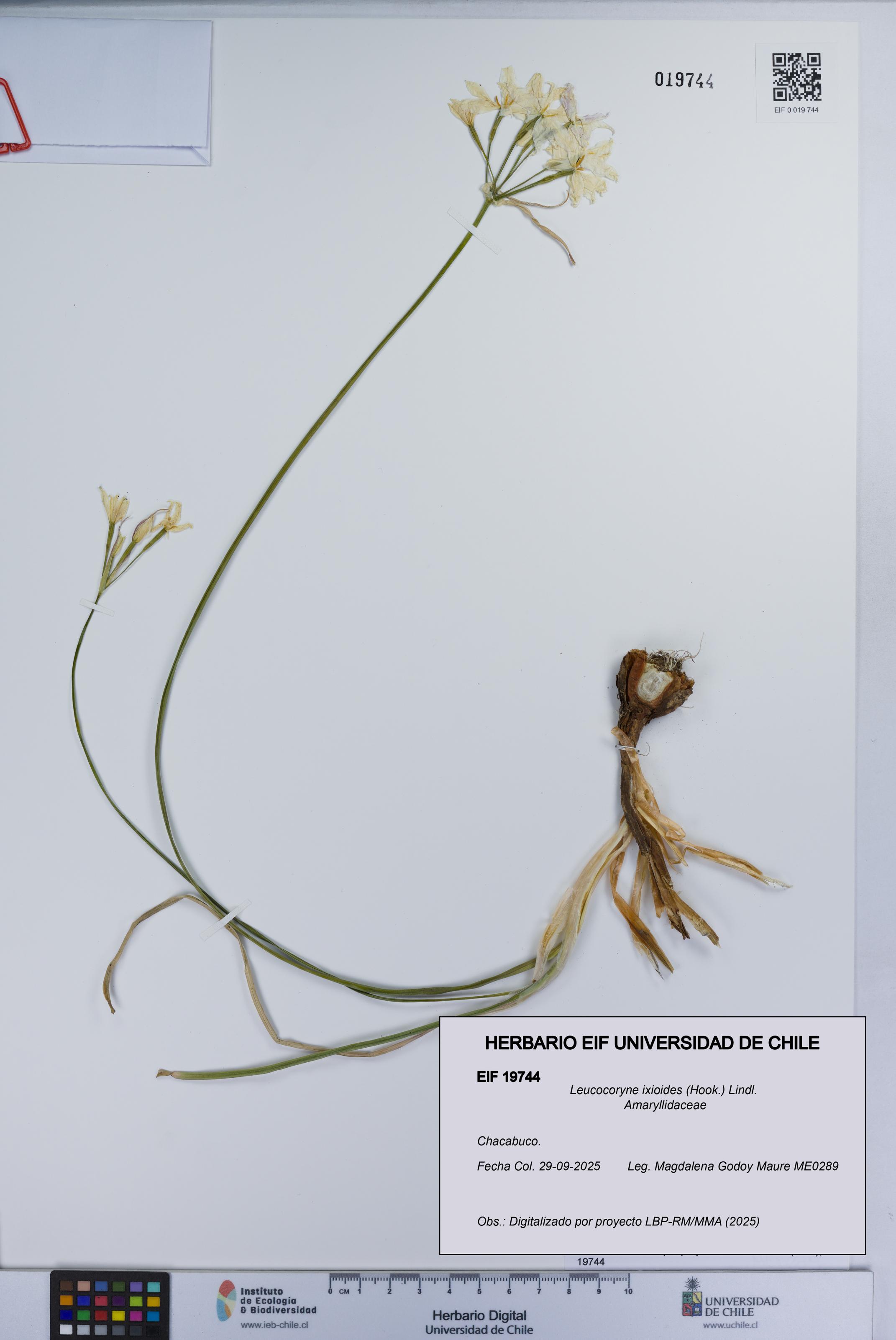 Leucocoryne ixioides [Espécimen: UCH:EIF:0019744]
