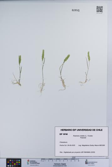 Rostraria cristata [Espécimen: UCH:EIF:0019745]