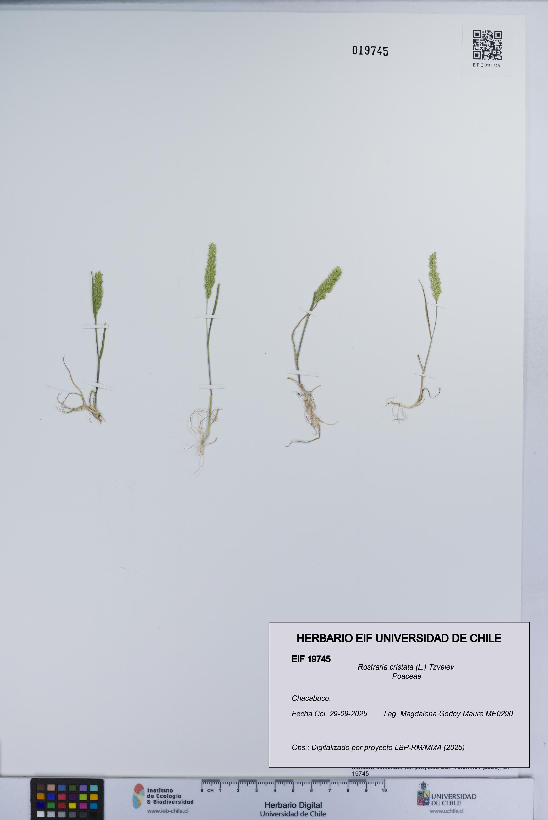 Rostraria cristata [Espécimen: UCH:EIF:0019745]