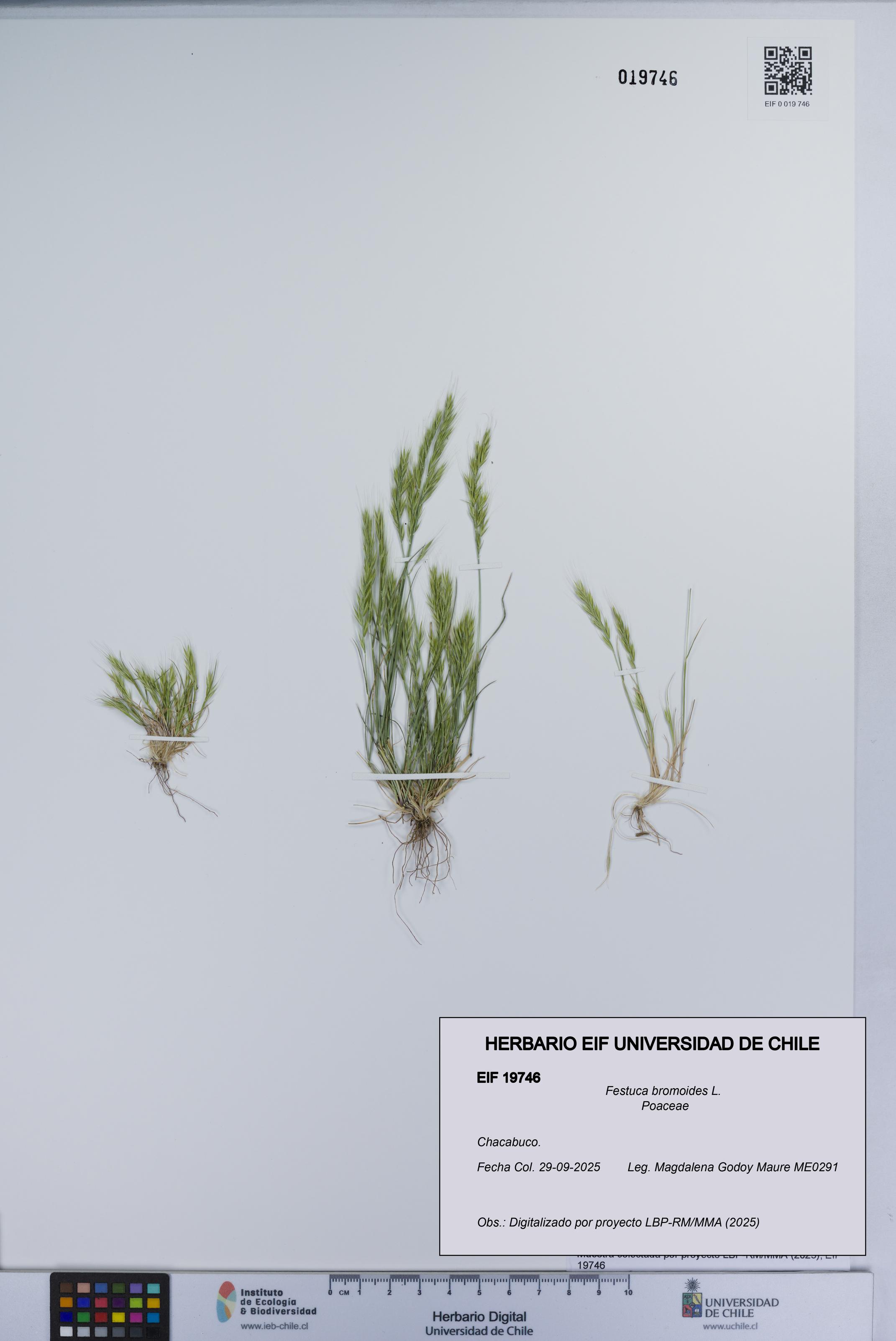 Festuca bromoides [Espécimen: UCH:EIF:0019746]