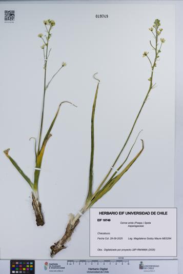 Oziroe arida [Espécimen: UCH:EIF:0019749]