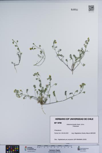 Adesmia tenella [Espécimen: UCH:EIF:0019750]