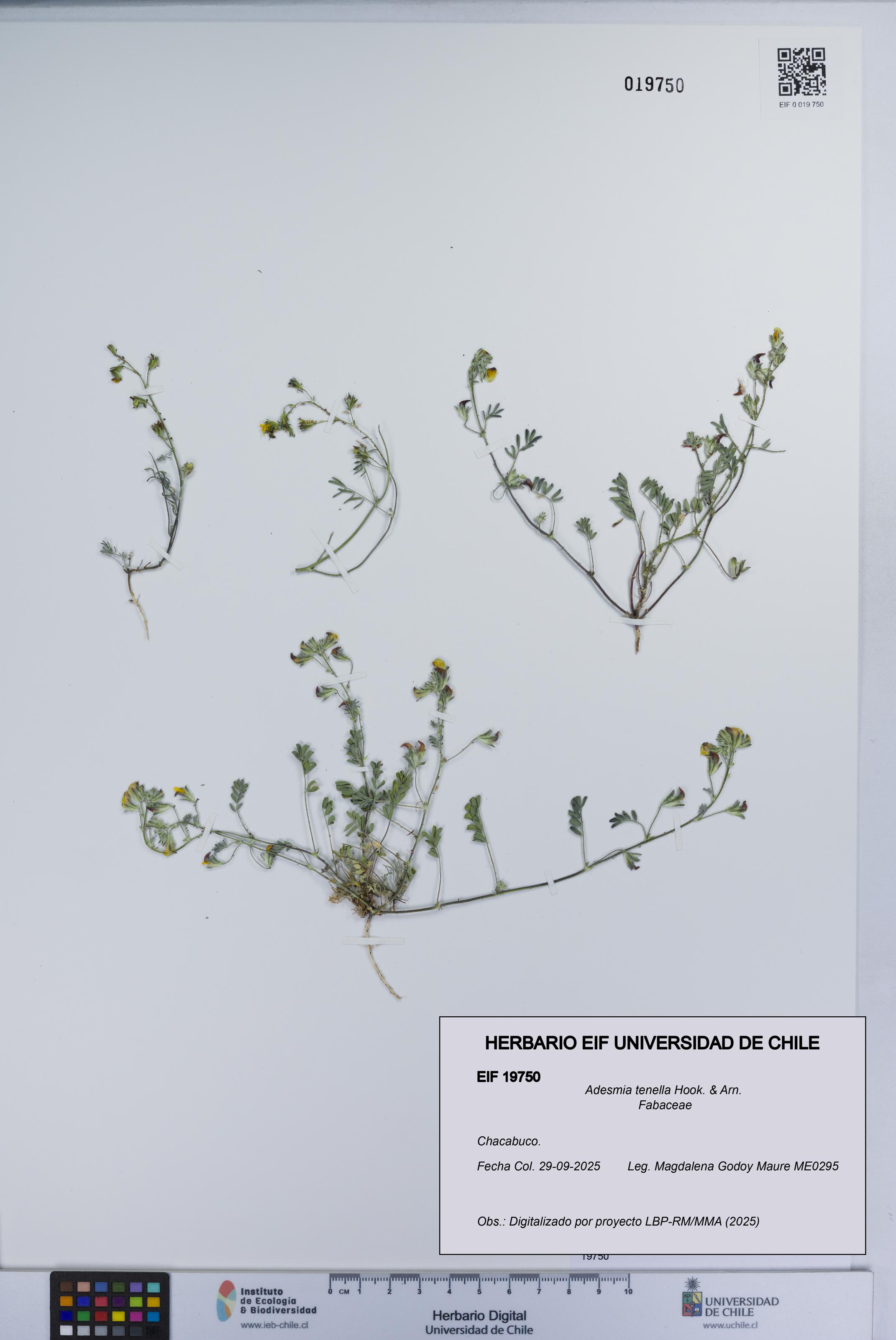 Adesmia tenella [Espécimen: UCH:EIF:0019750]