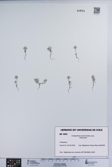 Chaetanthera moenchioides [Espécimen: UCH:EIF:0019751]