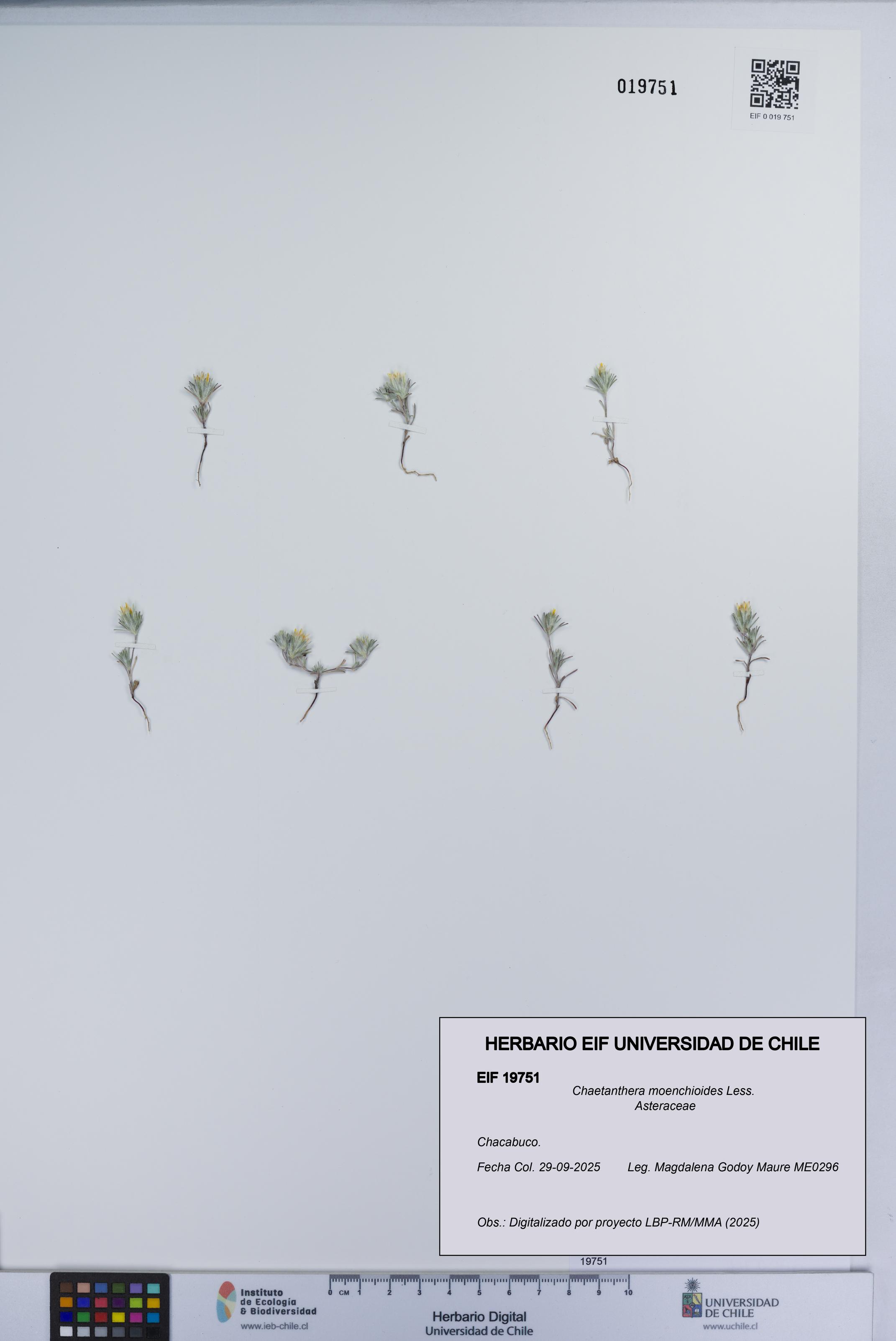 Chaetanthera moenchioides [Espécimen: UCH:EIF:0019751]