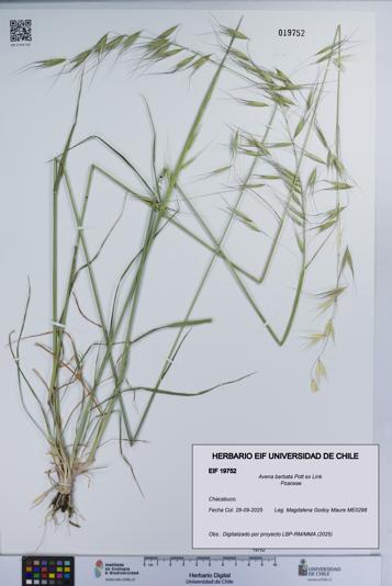 Avena barbata [Espécimen: UCH:EIF:0019752]