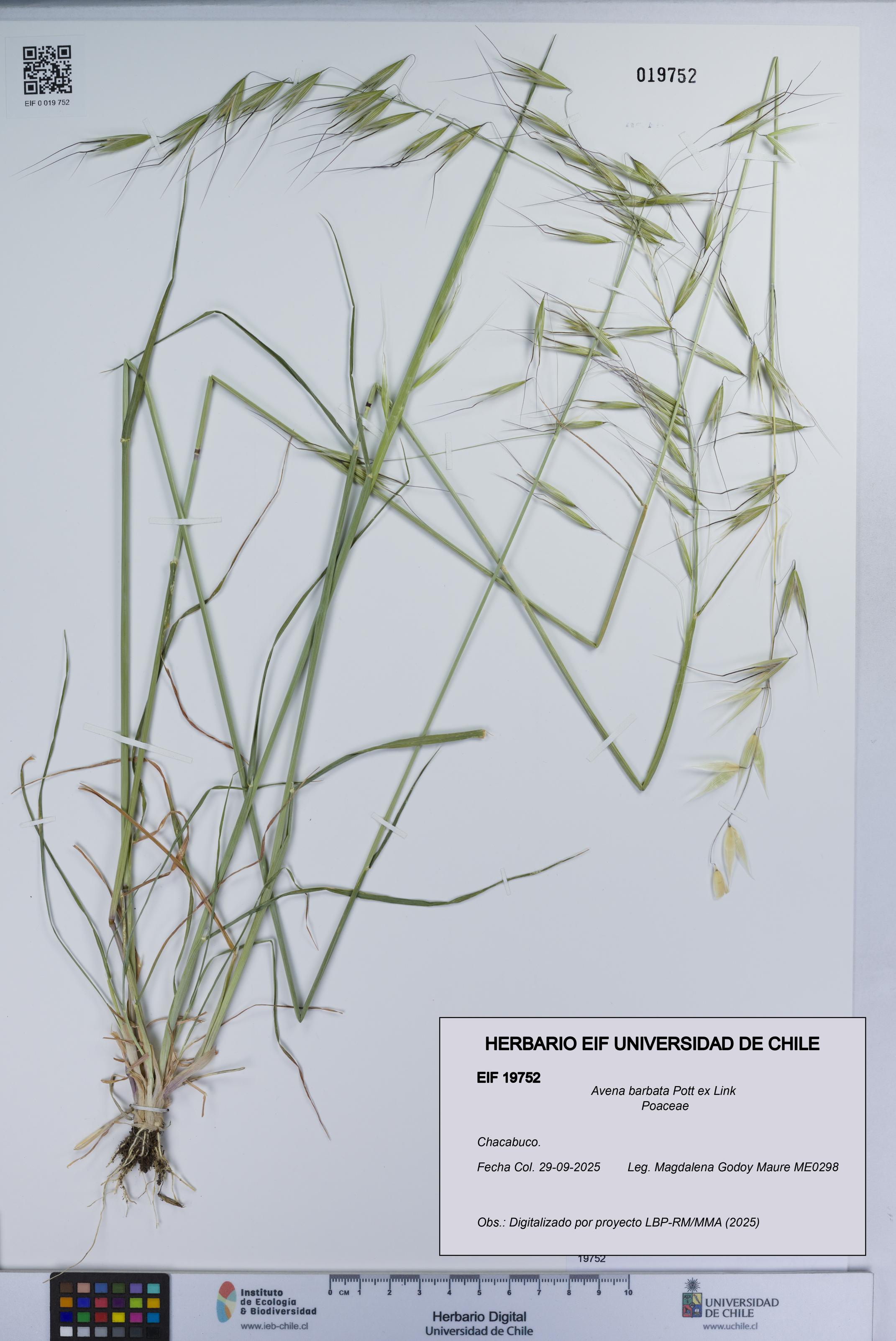 Avena barbata [Espécimen: UCH:EIF:0019752]