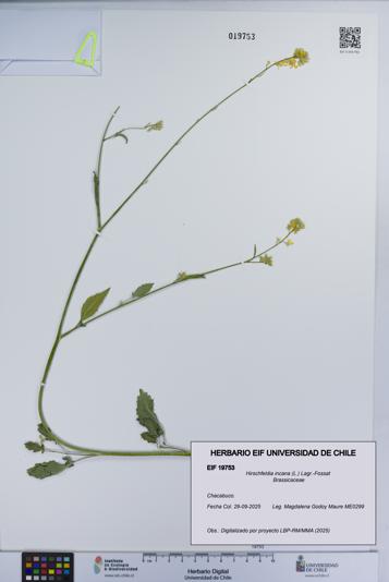 Hirschfeldia incana [Espécimen: UCH:EIF:0019753]