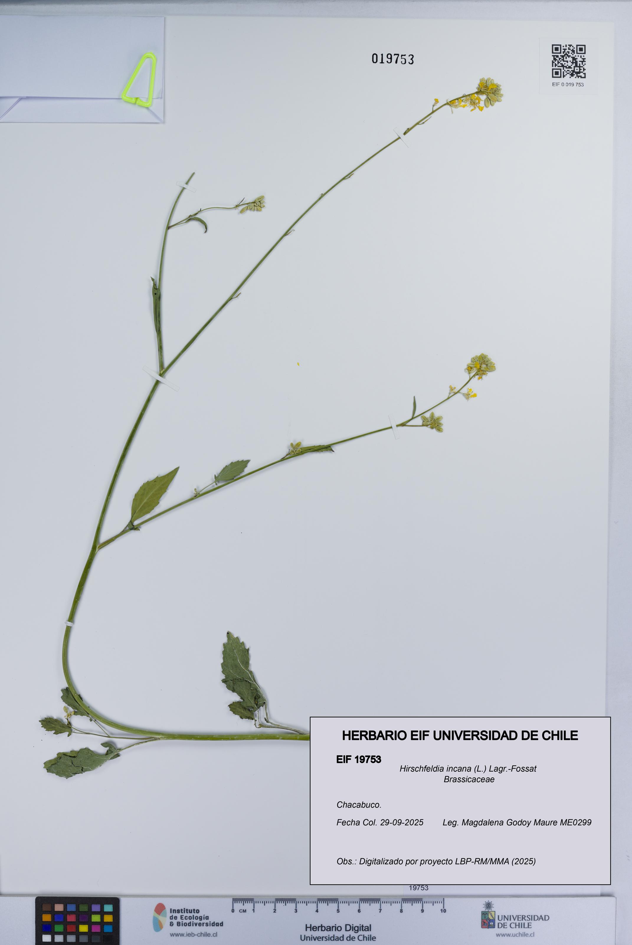 Hirschfeldia incana [Espécimen: UCH:EIF:0019753]