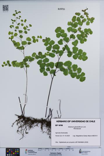 Adiantum glanduliferum [Espécimen: UCH:EIF:0019755]
