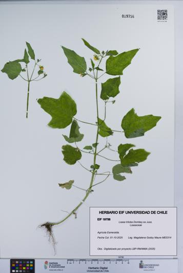 Loasa triloba [Espécimen: UCH:EIF:0019756]