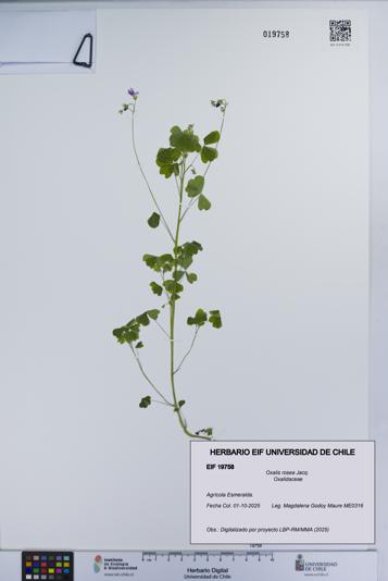 Oxalis rosea [Espécimen: UCH:EIF:0019758]