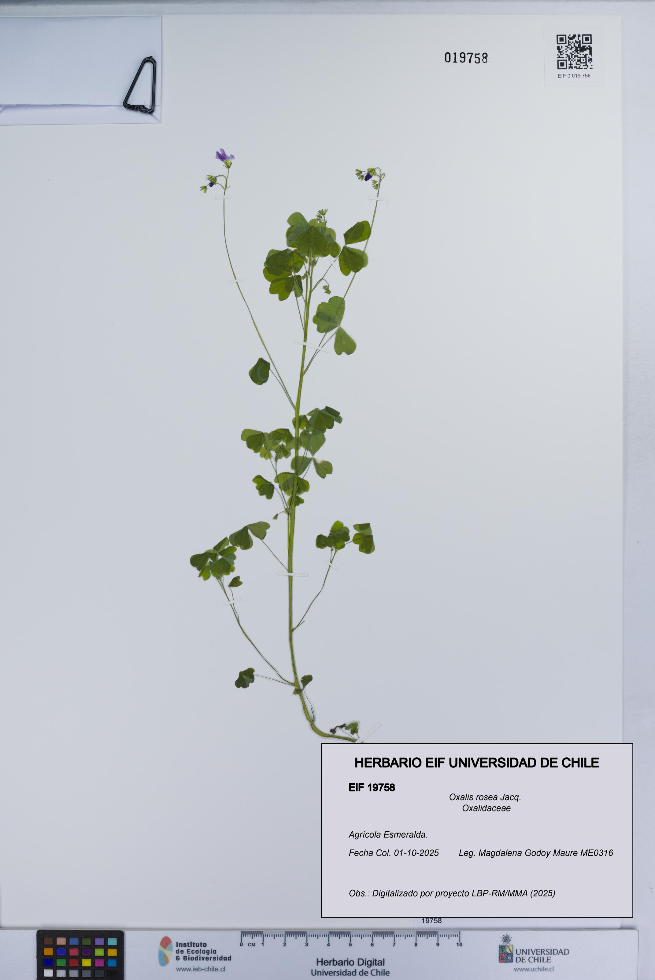 Oxalis rosea [Espécimen: UCH:EIF:0019758]
