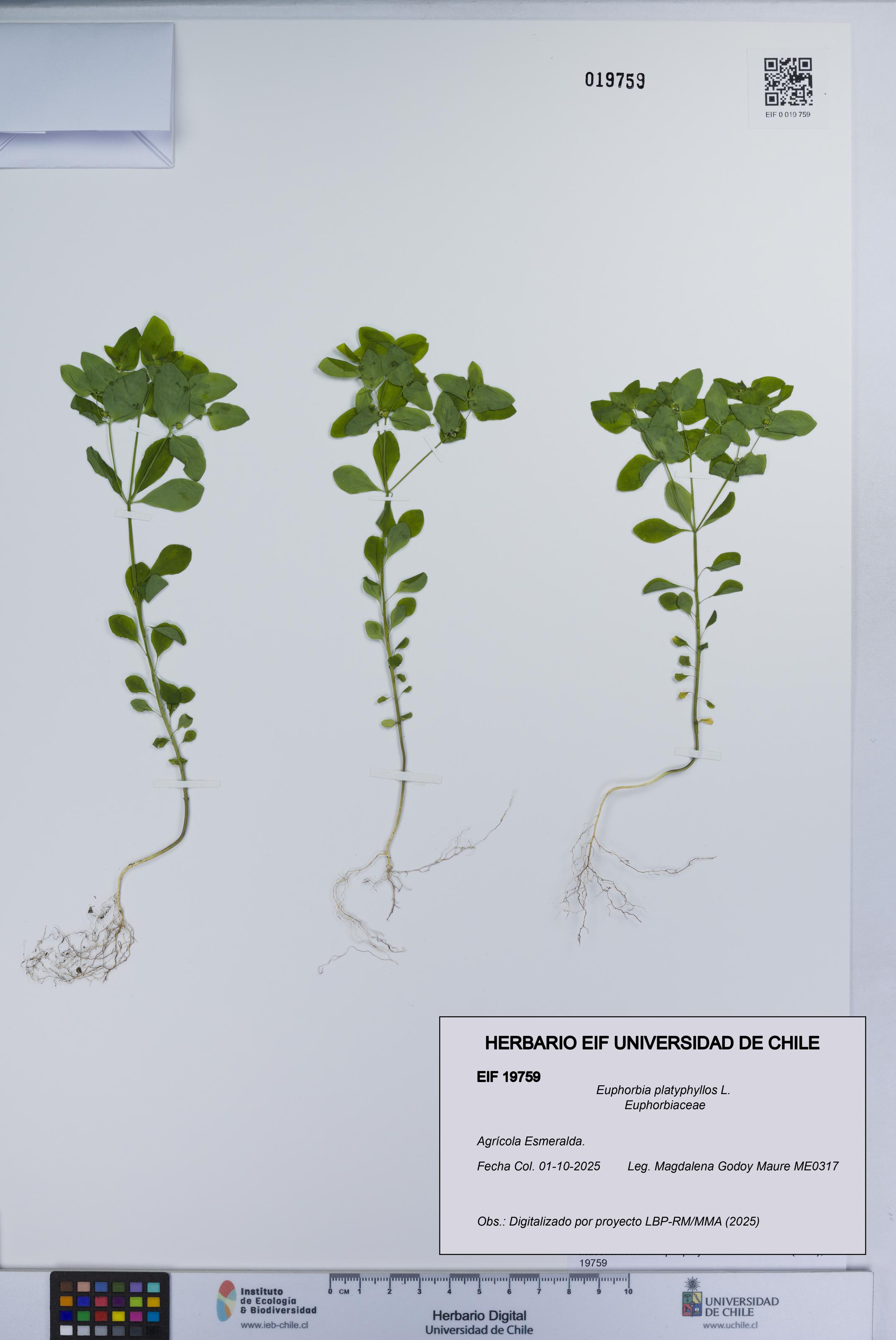 Euphorbia platyphyllos [Espécimen: UCH:EIF:0019759]