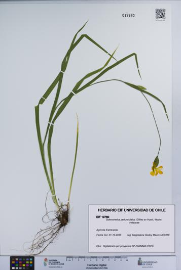 Solenomelus pedunculatus [Espécimen: UCH:EIF:0019760]