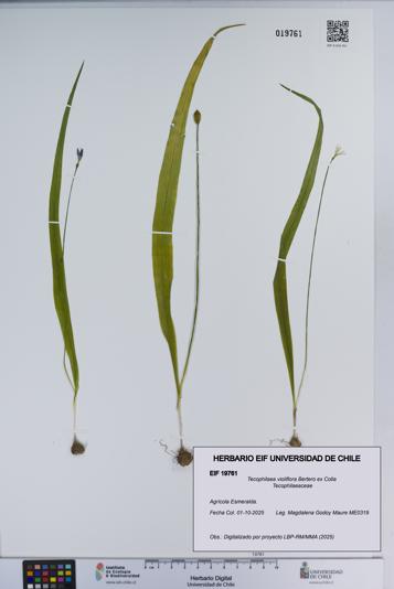 Tecophilaea violiflora [Espécimen: ]