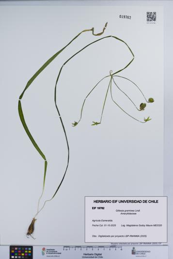 Gilliesia graminea [Espécimen: UCH:EIF:0019762]
