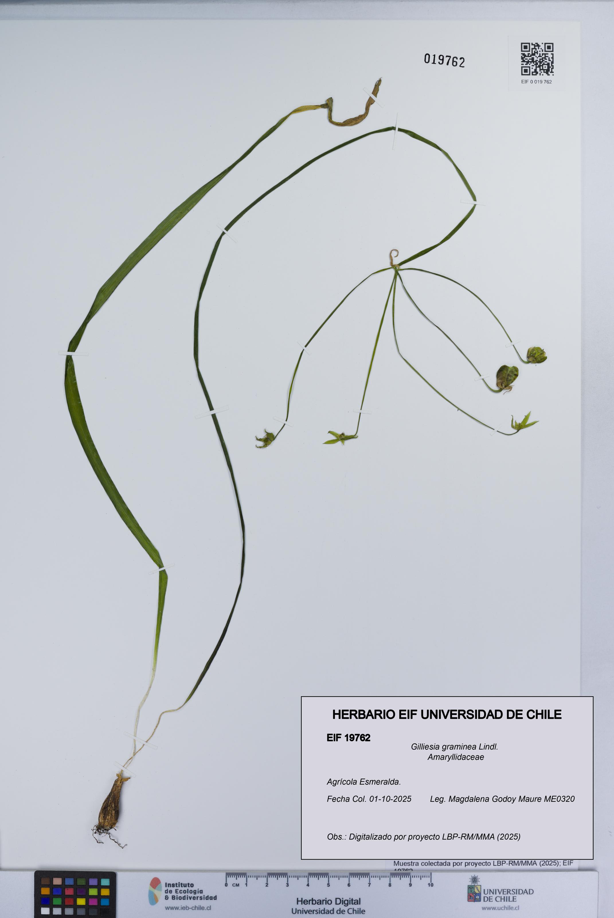 Gilliesia graminea [Espécimen: UCH:EIF:0019762]