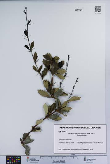 Berberis chilensis [Espécimen: UCH:EIF:0019764]