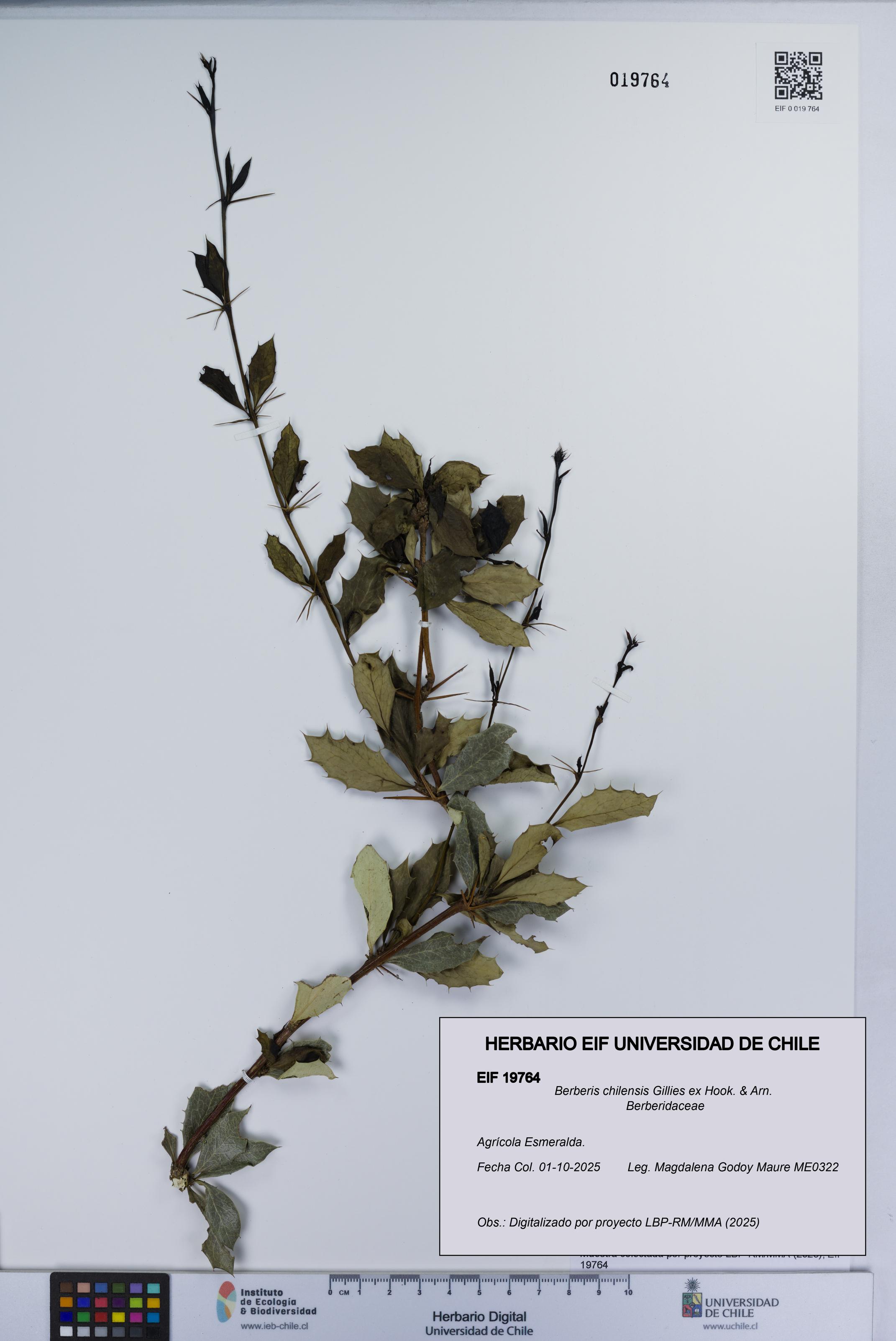 Berberis chilensis [Espécimen: UCH:EIF:0019764]