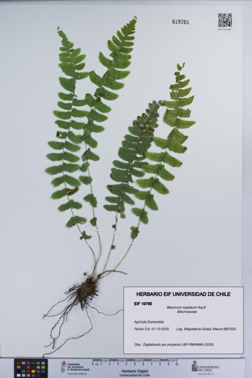 Blechnum hastatum [Espécimen: UCH:EIF:0019765]