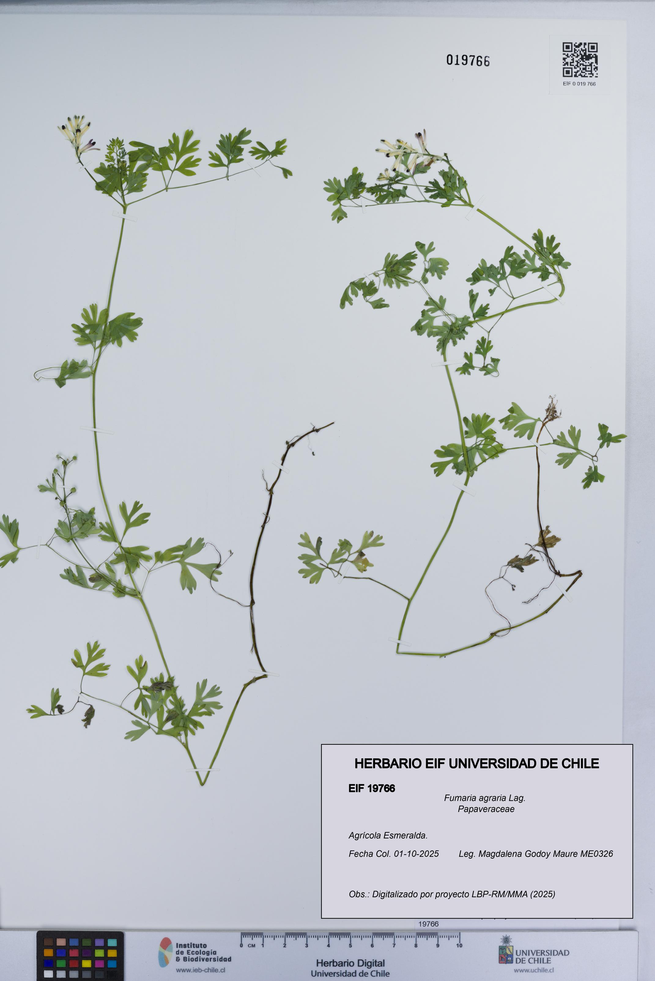 Fumaria agraria [Espécimen: UCH:EIF:0019766]