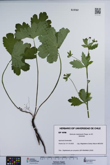Sanicula crassicaulis [Espécimen: UCH:EIF:0019768]
