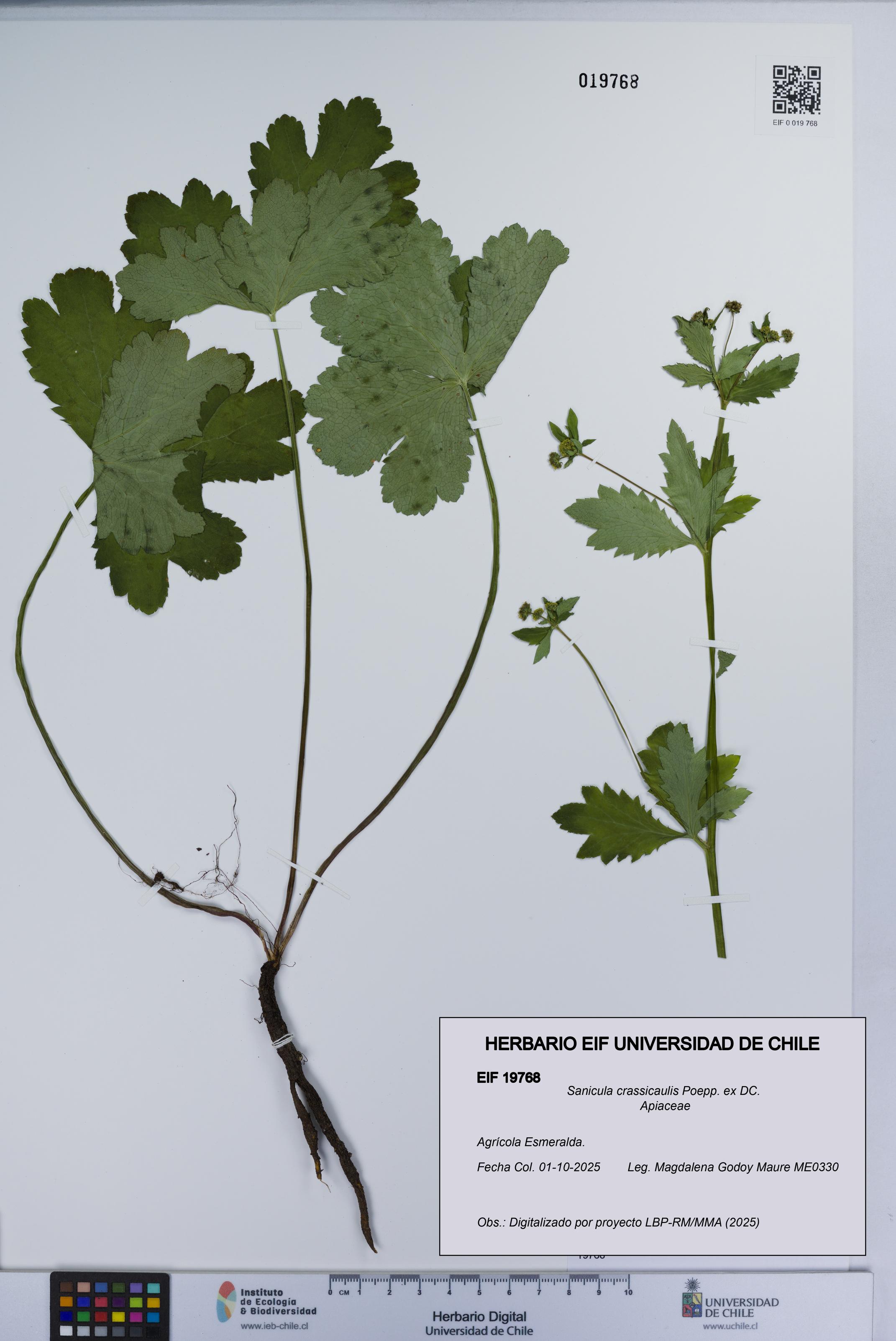 Sanicula crassicaulis [Espécimen: UCH:EIF:0019768]