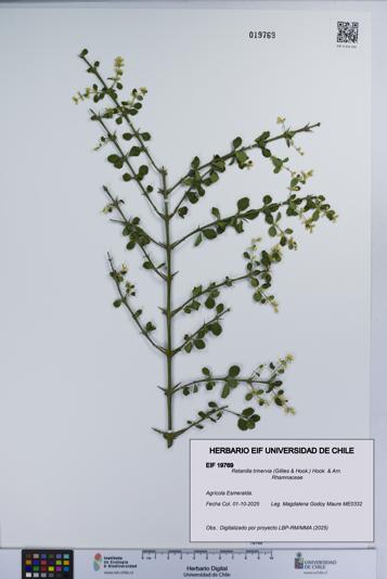 Retanilla trinervia [Espécimen: UCH:EIF:0019769]
