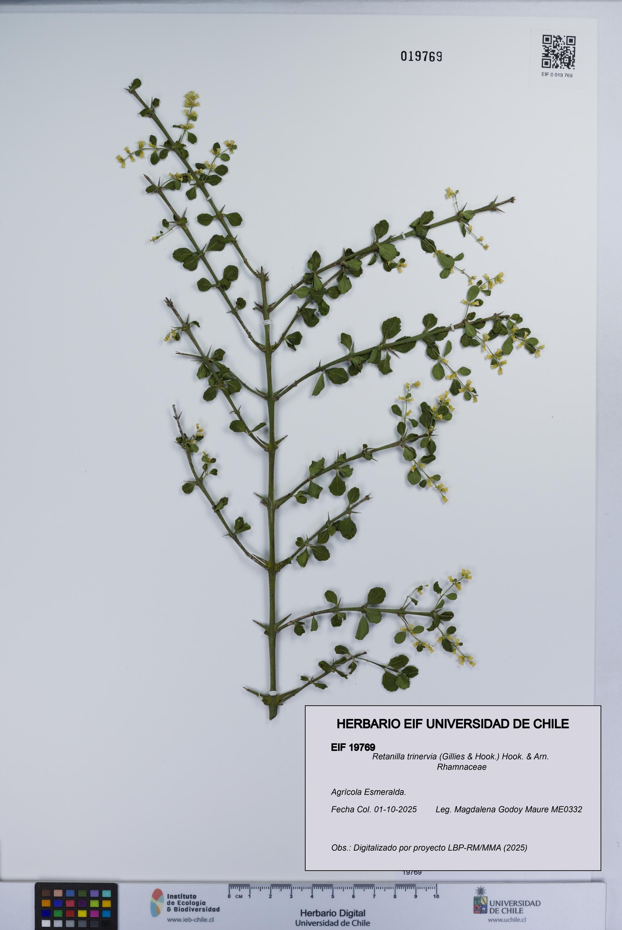 Retanilla trinervia [Espécimen: UCH:EIF:0019769]