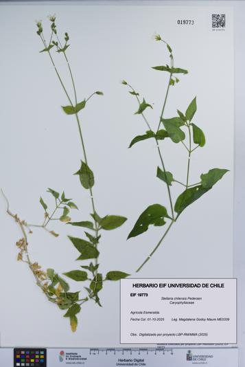 Stellaria chilensis [Espécimen: UCH:EIF:0019773]