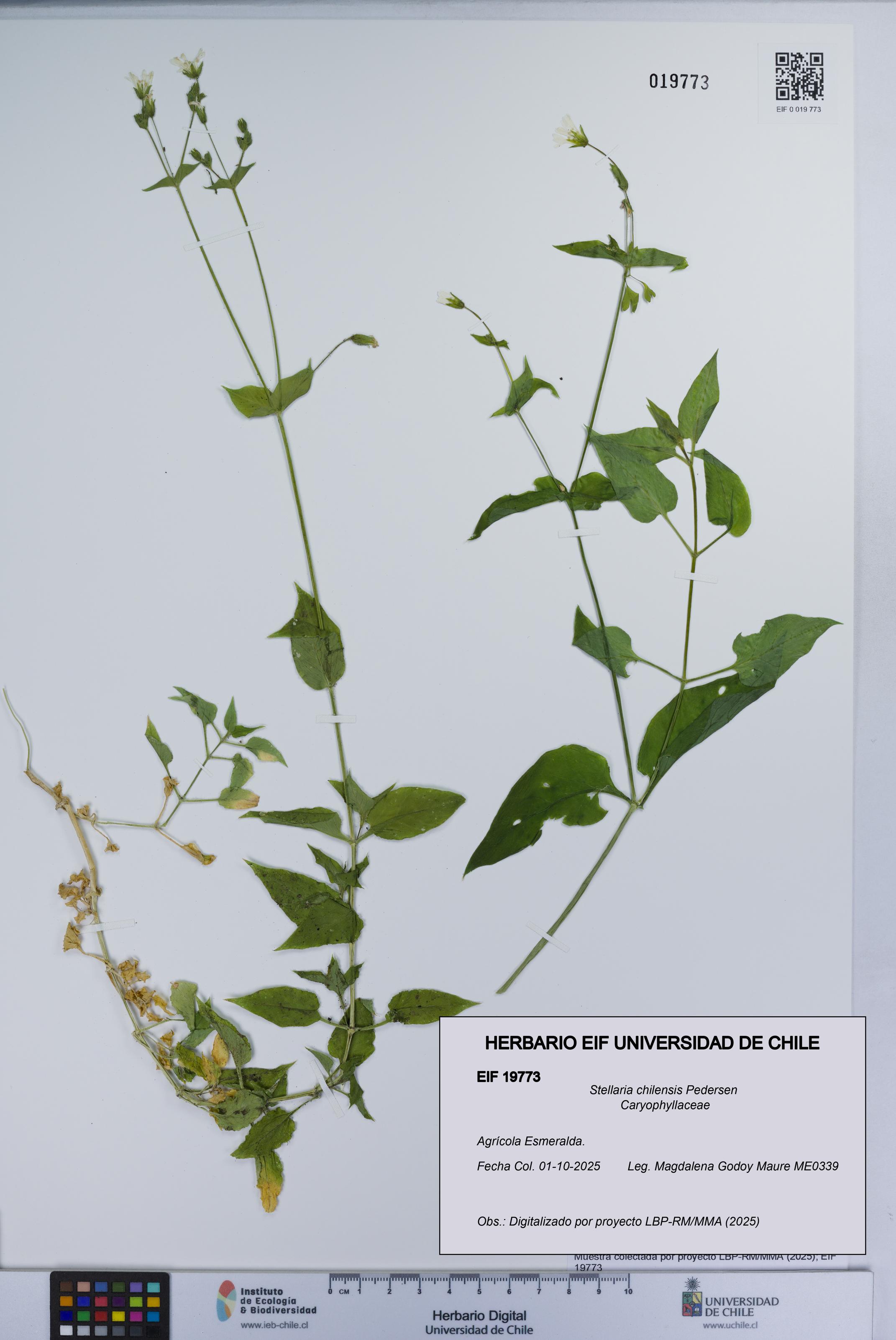 Stellaria chilensis [Espécimen: UCH:EIF:0019773]