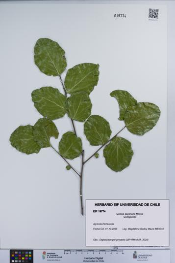 Quillaja saponaria [Espécimen: UCH:EIF:0019774]