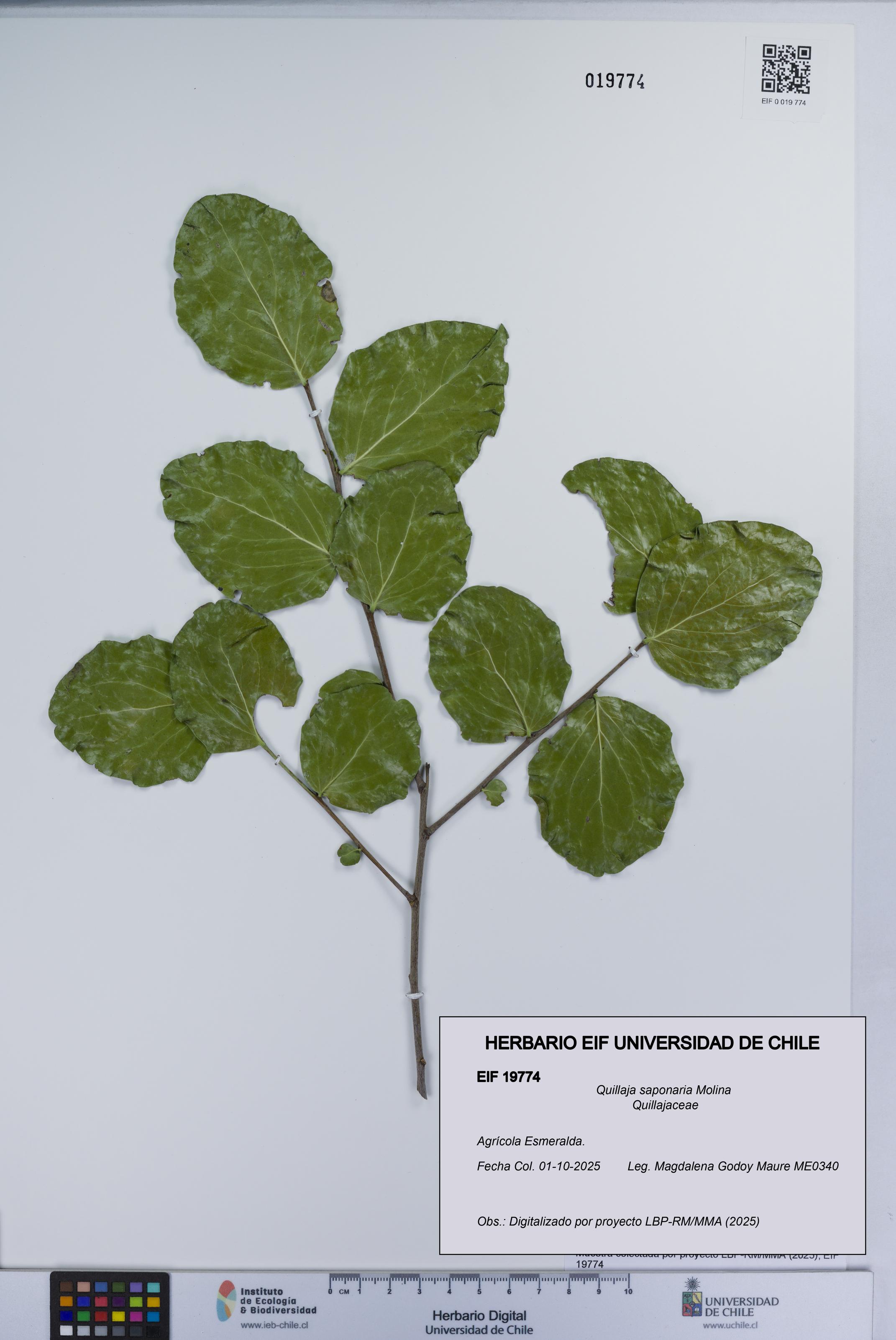 Quillaja saponaria [Espécimen: UCH:EIF:0019774]