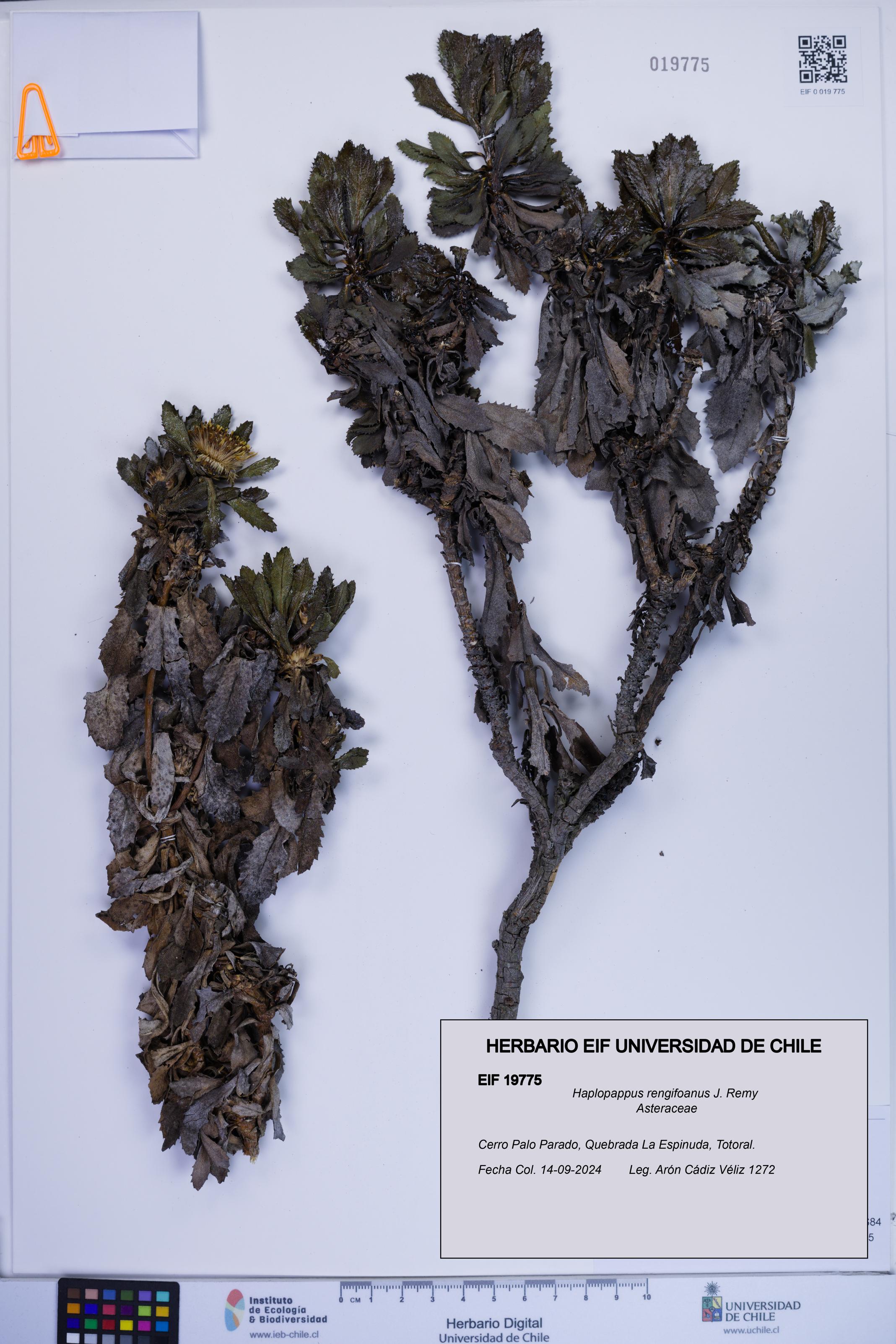 Haplopappus rengifoanus [Espécimen: ]