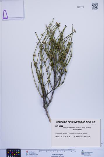 Ephedra americana [Espécimen: ]