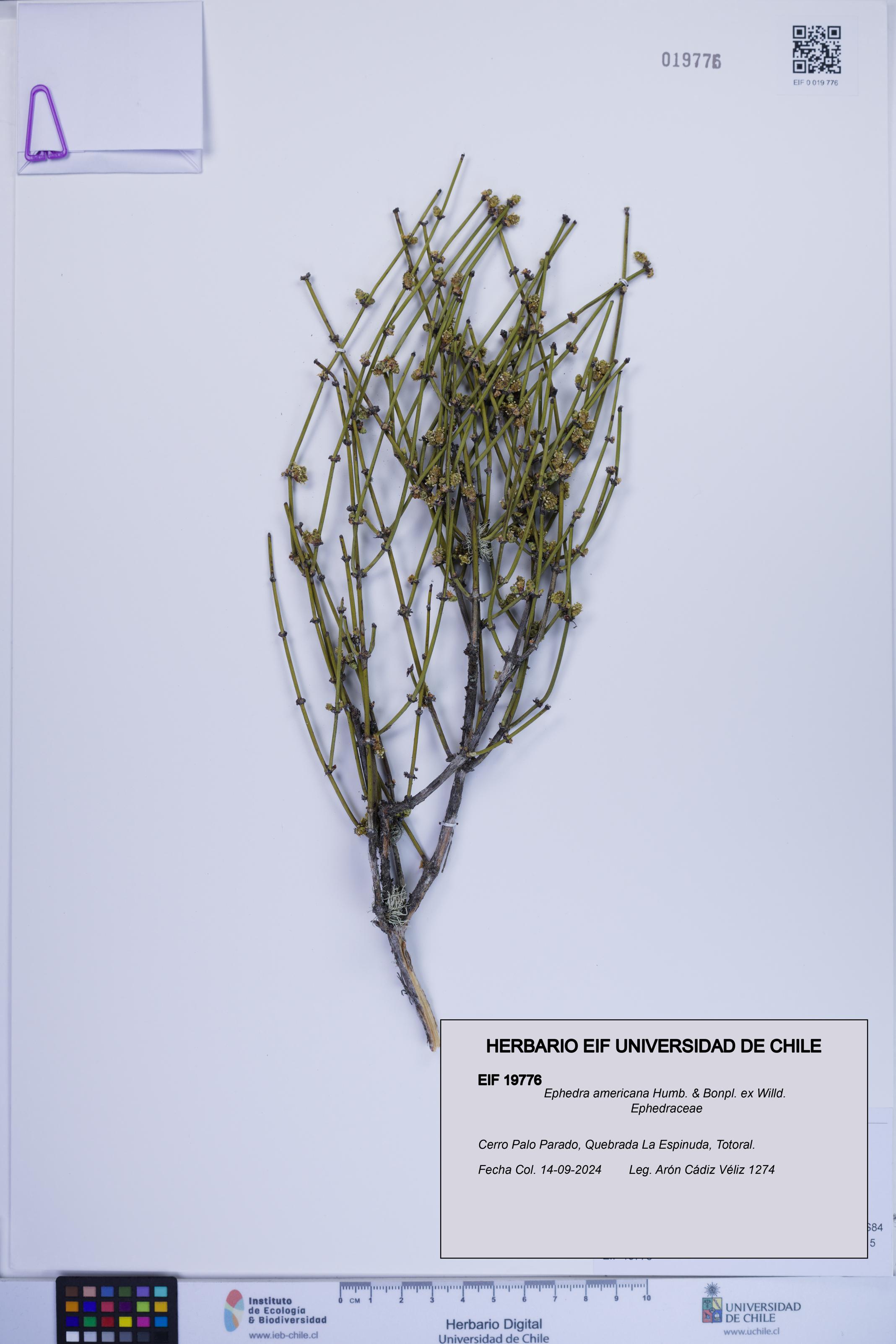 Ephedra americana [Espécimen: ]