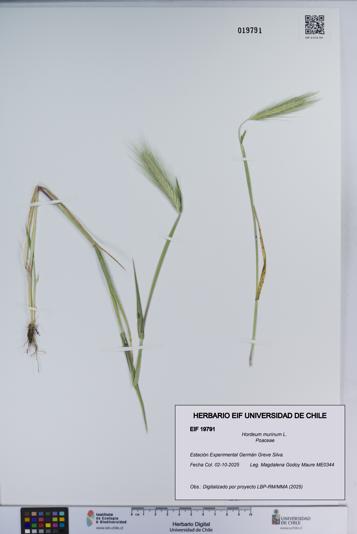 Hordeum murinum [Espécimen: ]