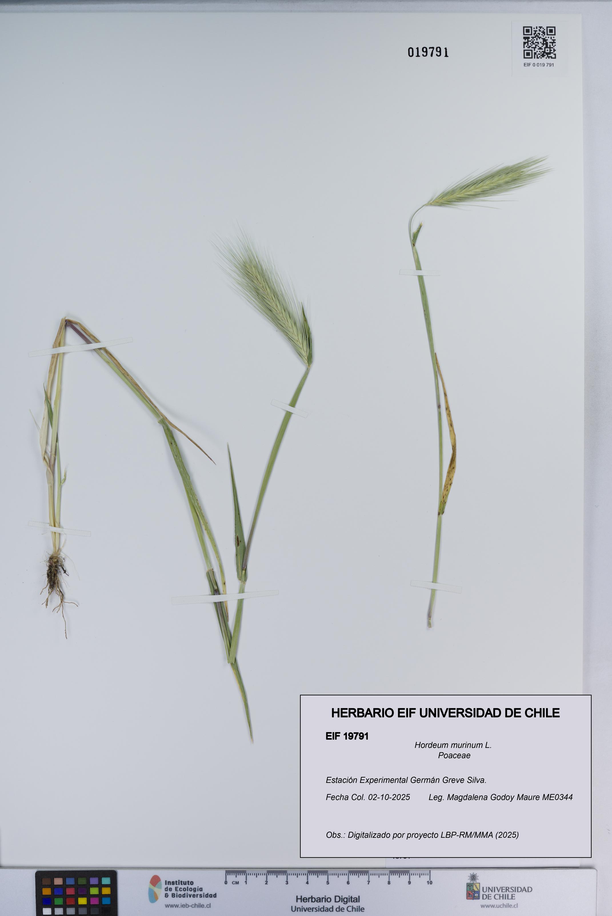 Hordeum murinum [Espécimen: ]
